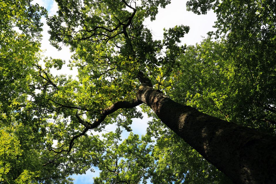 Arborist climbing tree with ropes and harness for hazardous removal