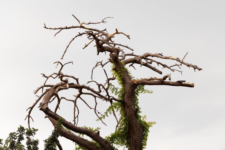 Crew removing dead wood from large tree
