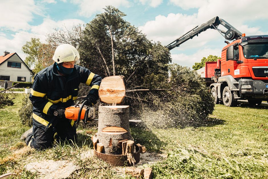 Stump grinder in operation removing tree stump