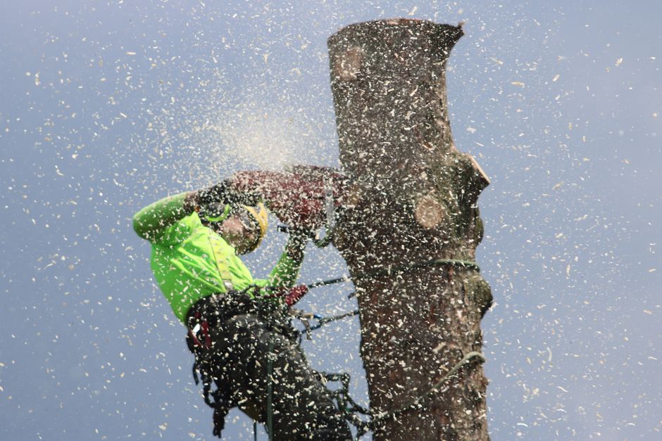 Professional tree removal service in the Blue Ridge foothills